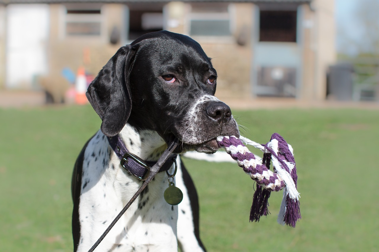 dog pointer pet free photo