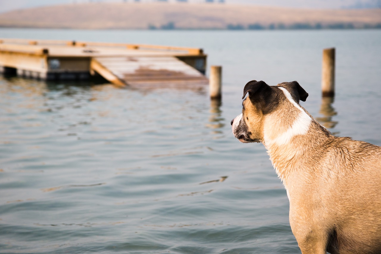 dog lake dock free photo