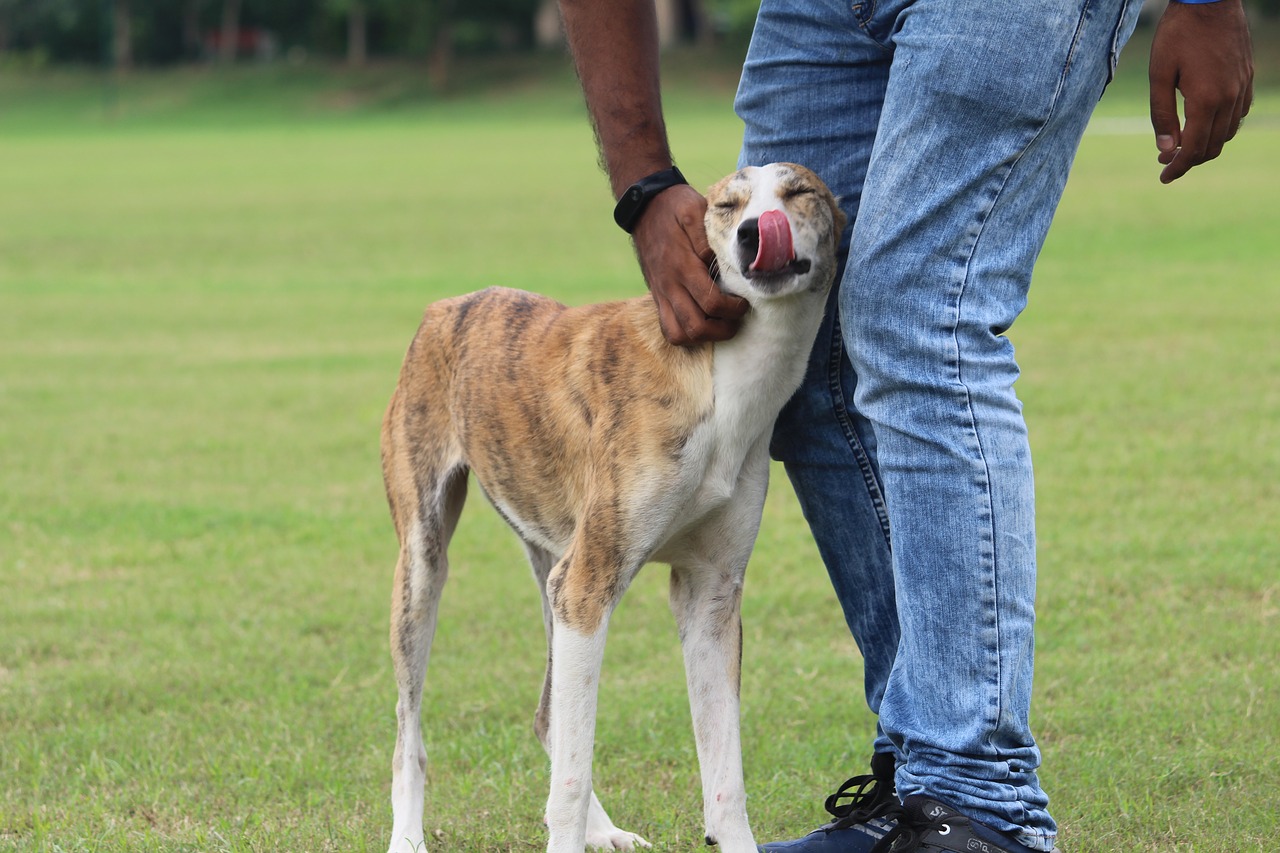 dog panting active free photo