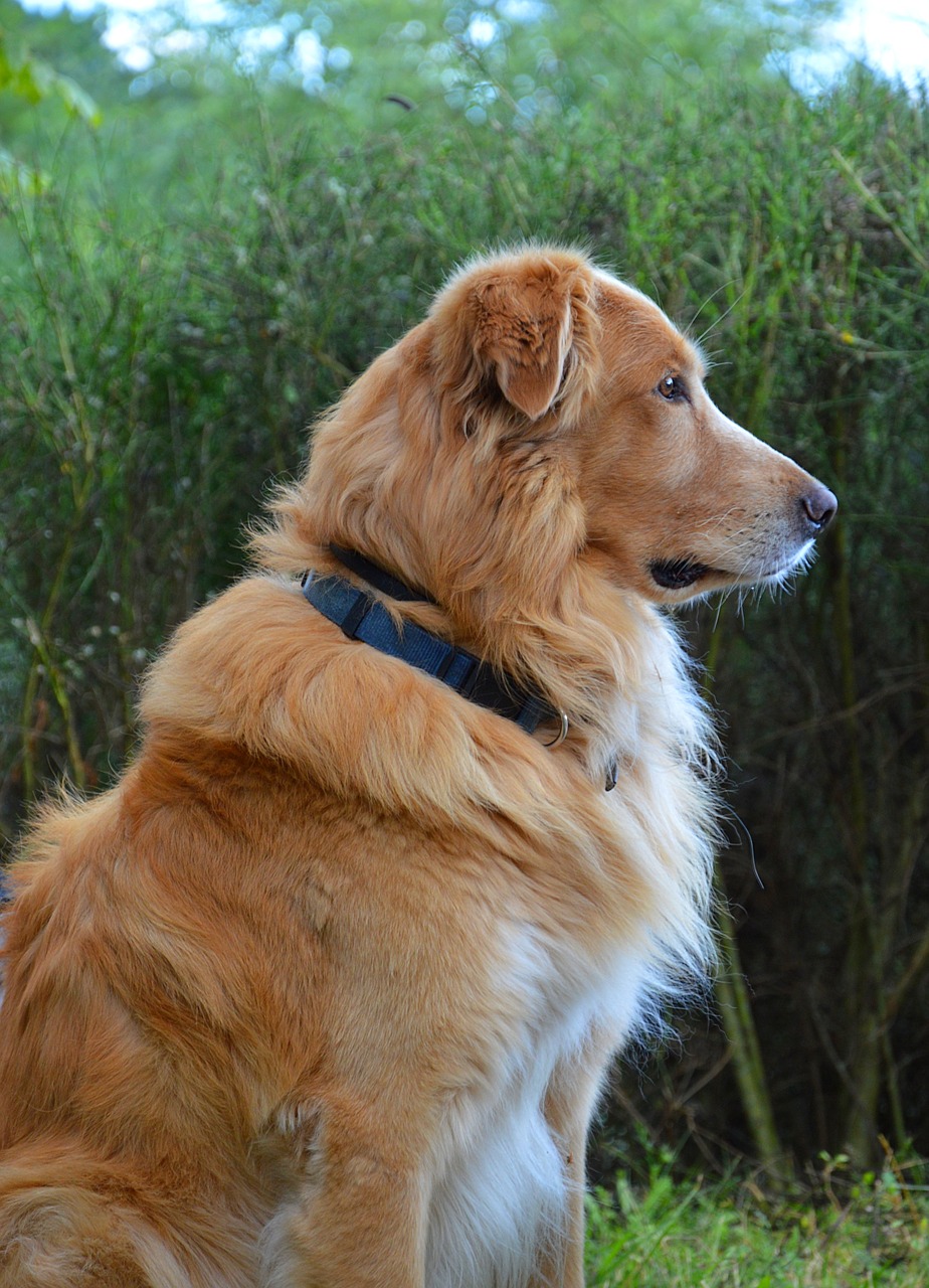 dog golden retriever animal free photo