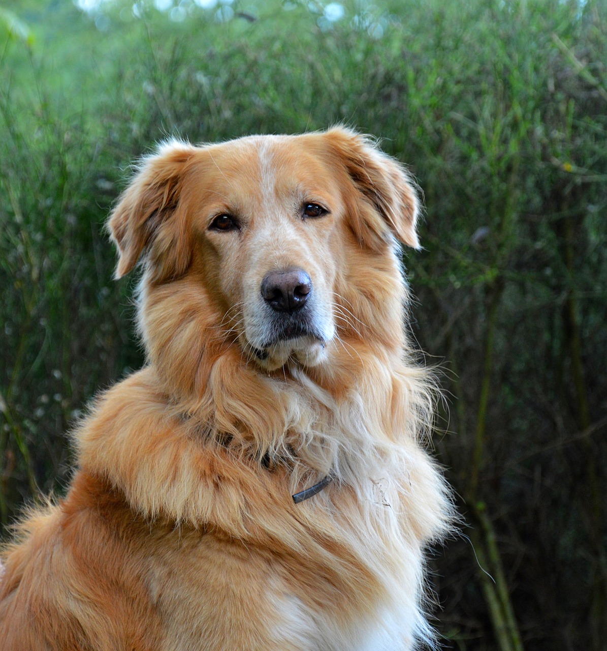 dog golden retriever animal free photo