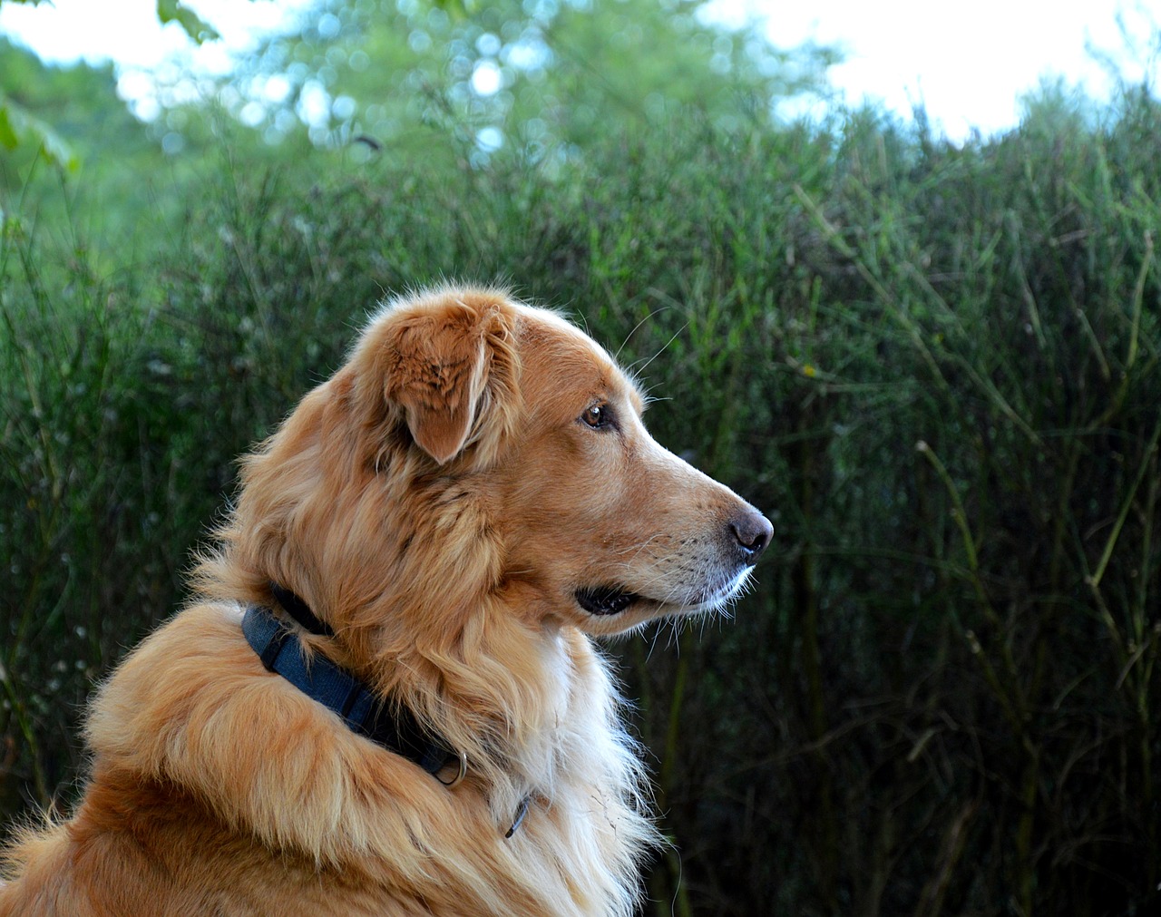 dog golden retriever animal free photo