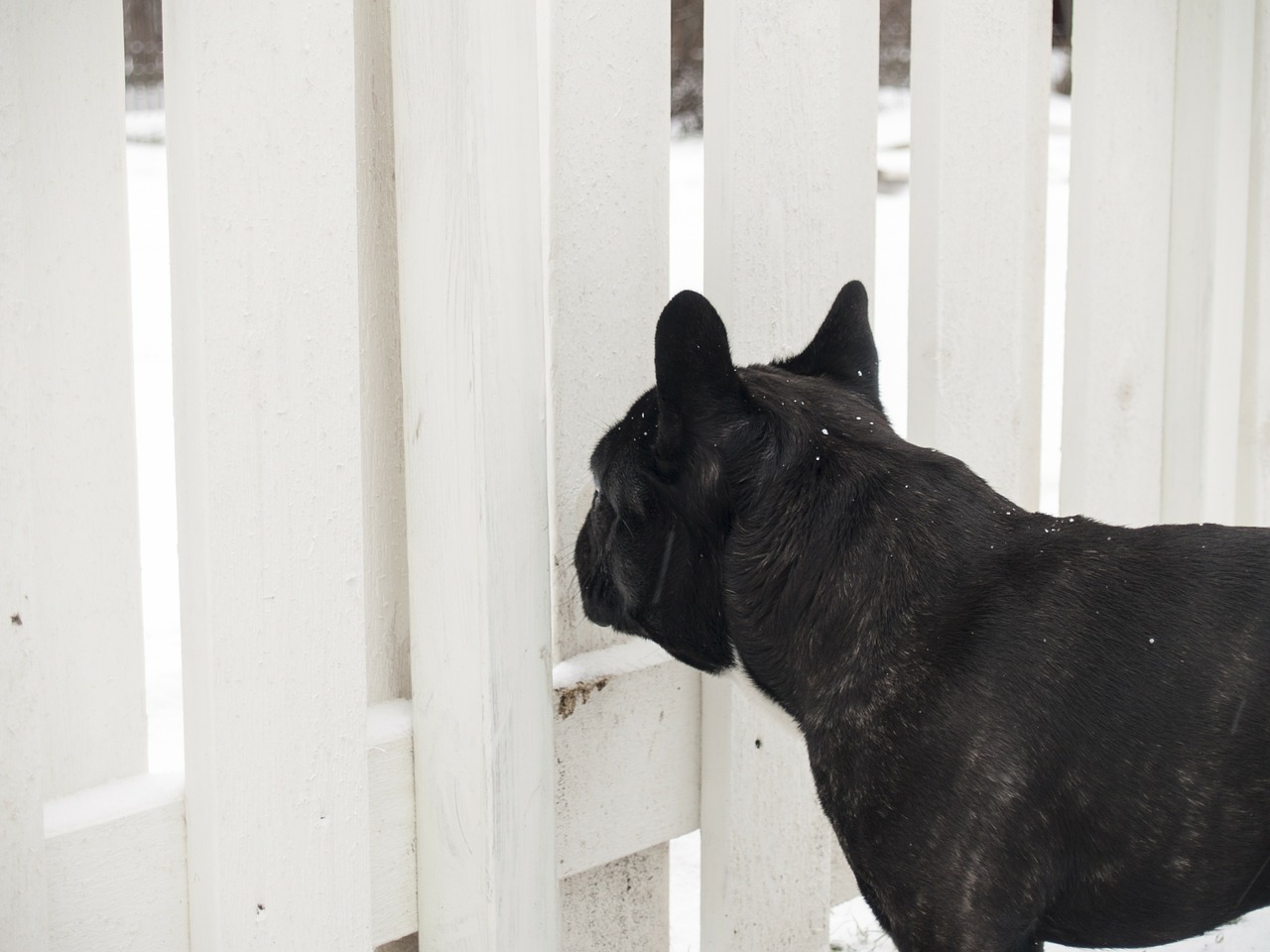 dog bulldog french bulldog free photo