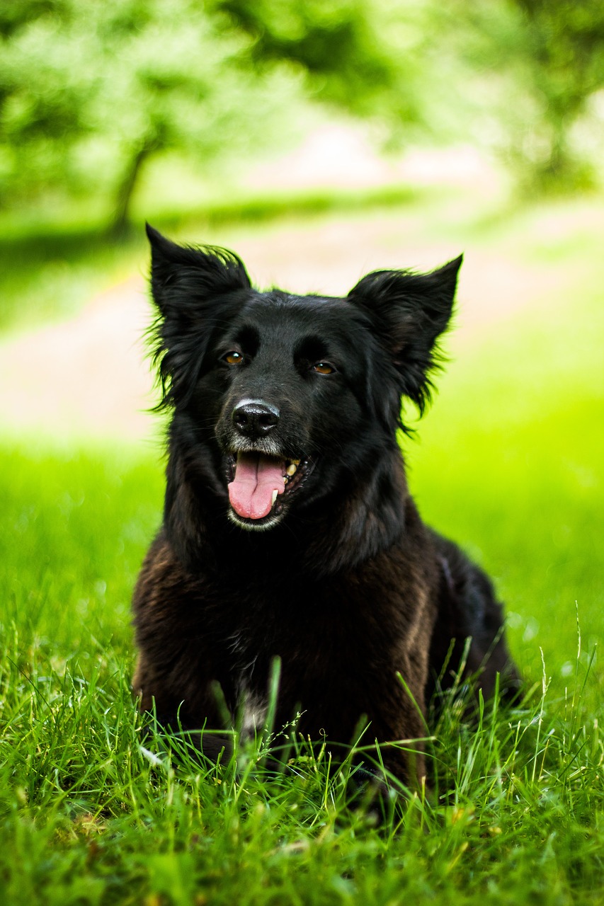 dog black black dog free photo