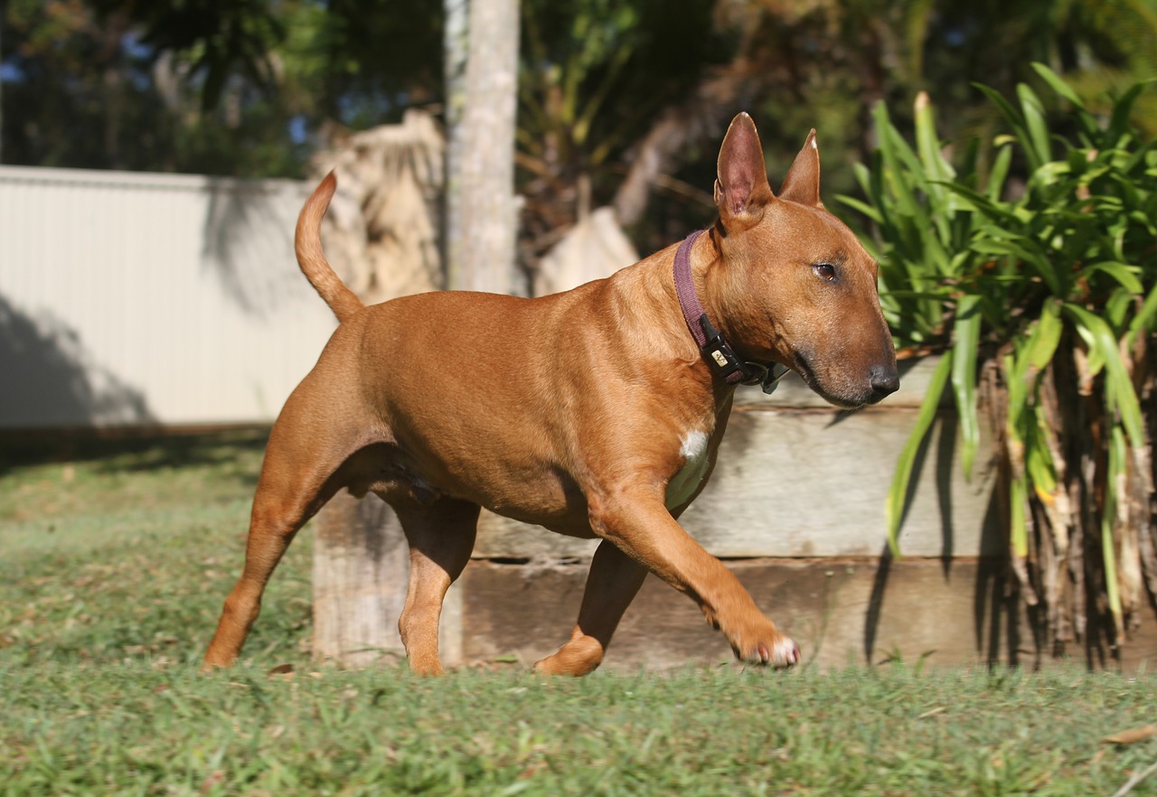 dog miniature bull terrier free photo