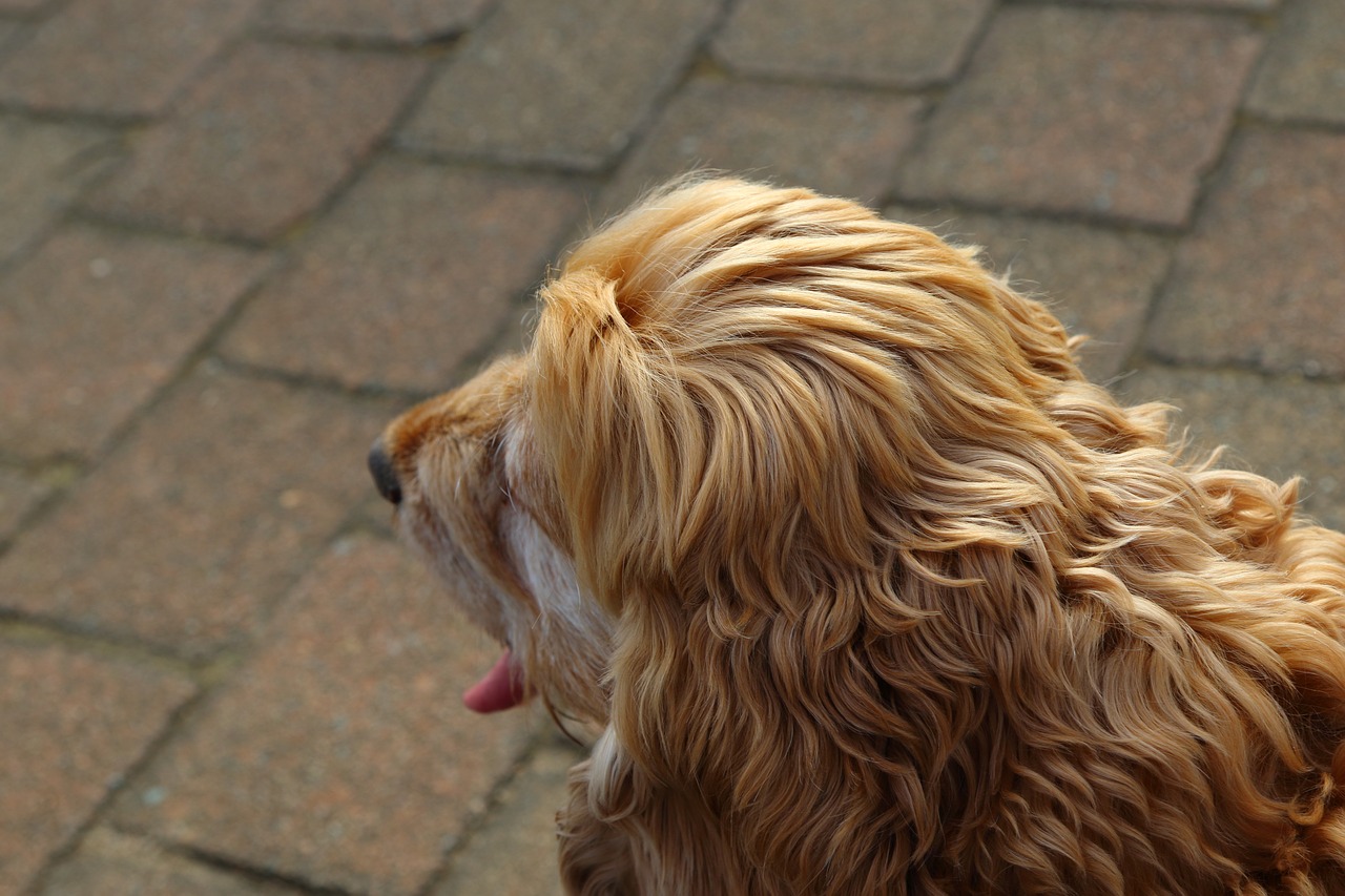 dog pup texture free photo