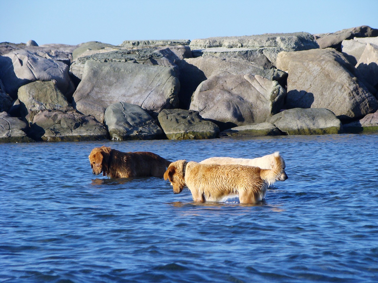 dog marine animal free photo