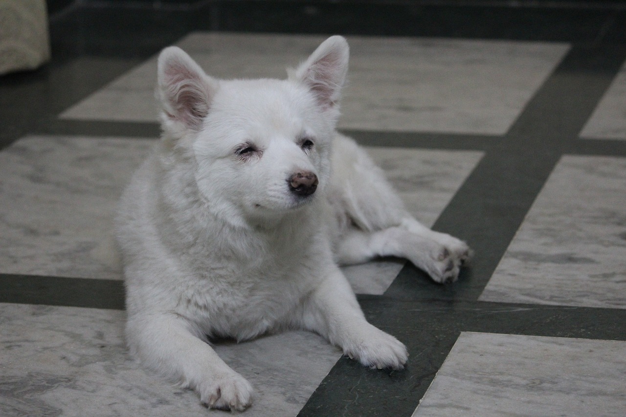 dog pommerian white free photo