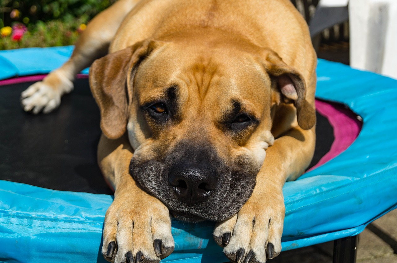 dog boerboel african farmers dog free photo