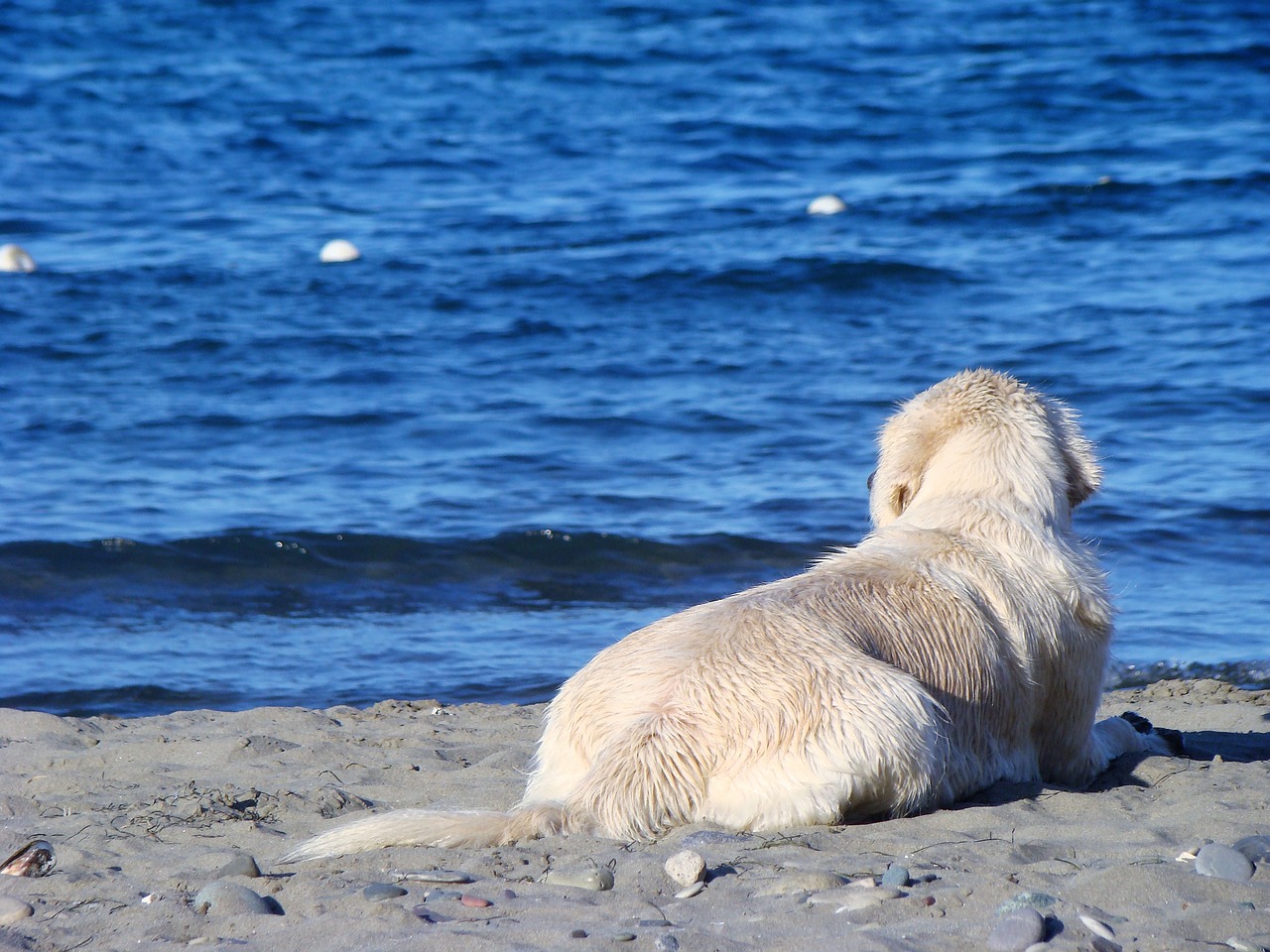 dog marine dogs free photo