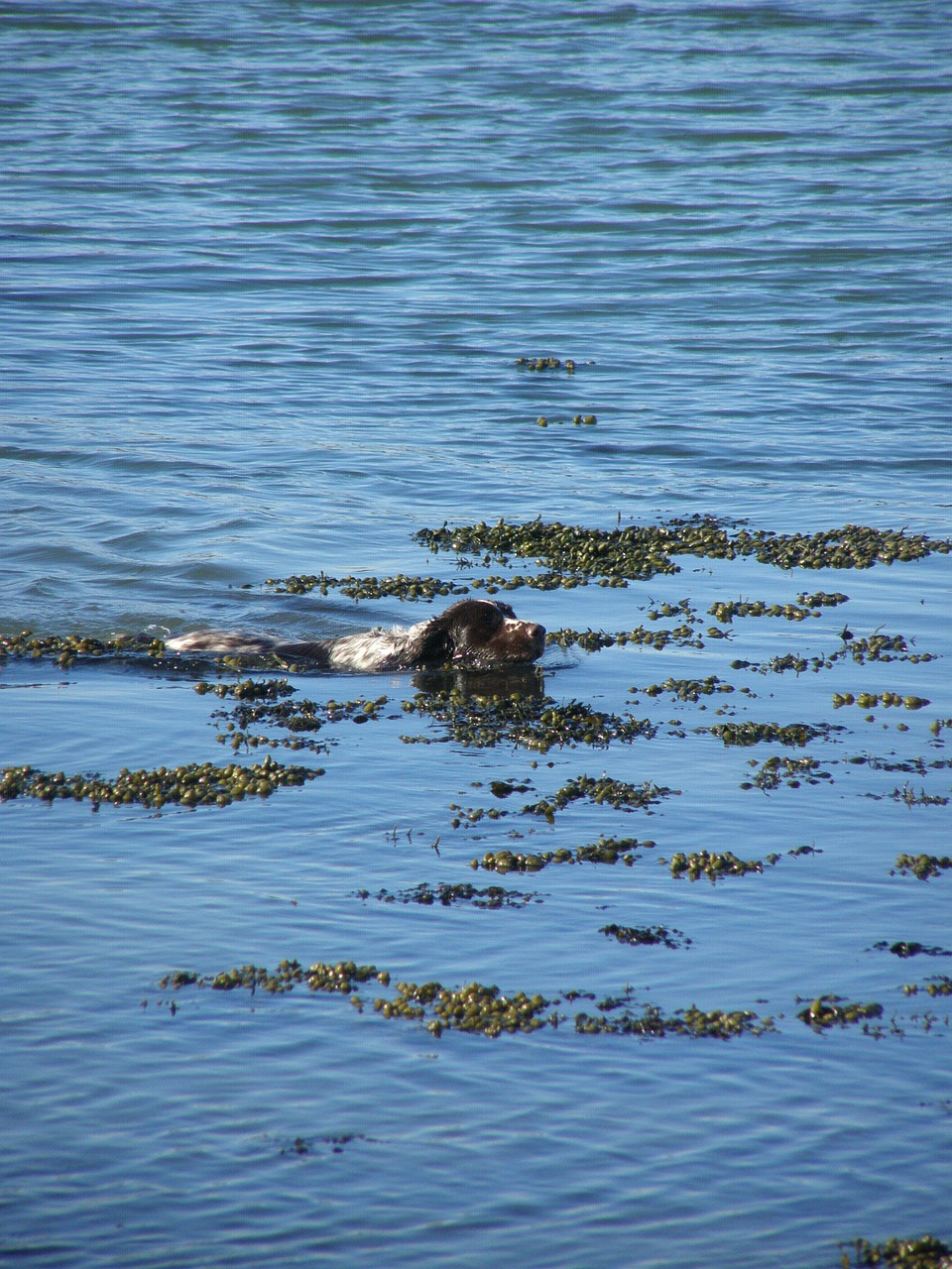 dog swimming water free photo