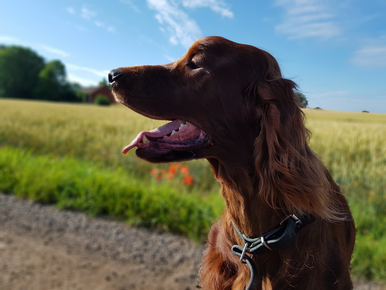 dog setter irish setter free photo