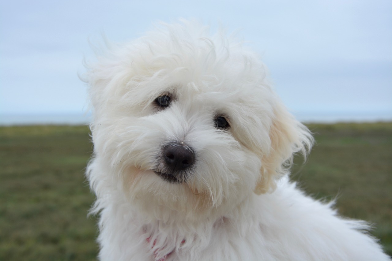 dog puppy cotton tulear free photo