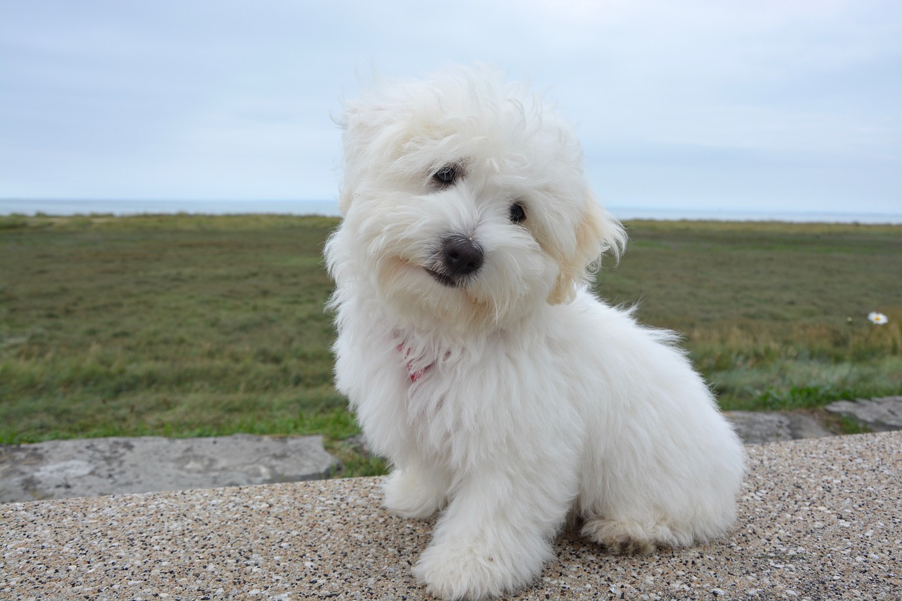 dog puppy cotton tulear white fur free photo