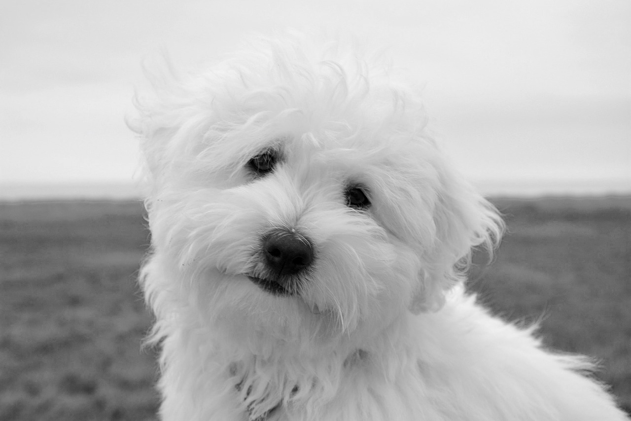 dog puppy female coton tulear free photo