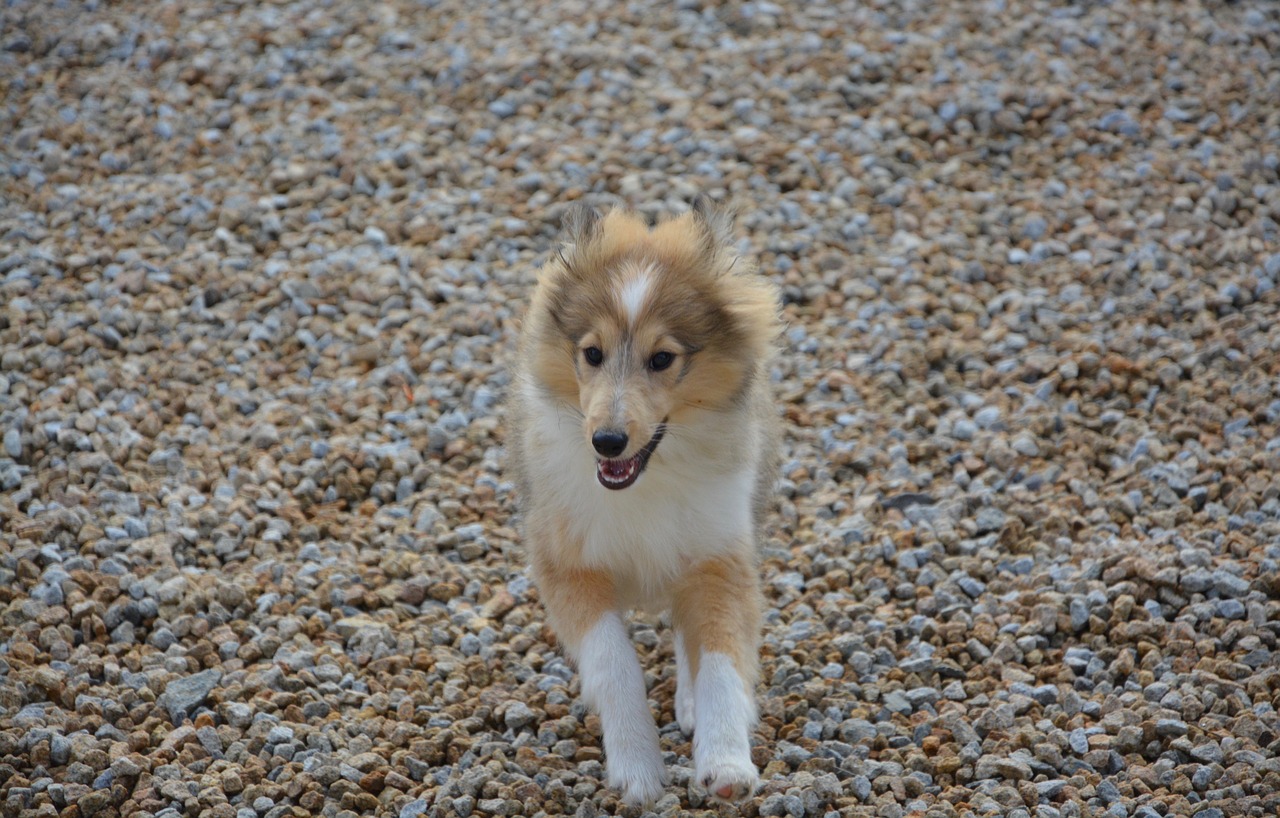 dog shetland sheepdog running fawn with black overlay free photo