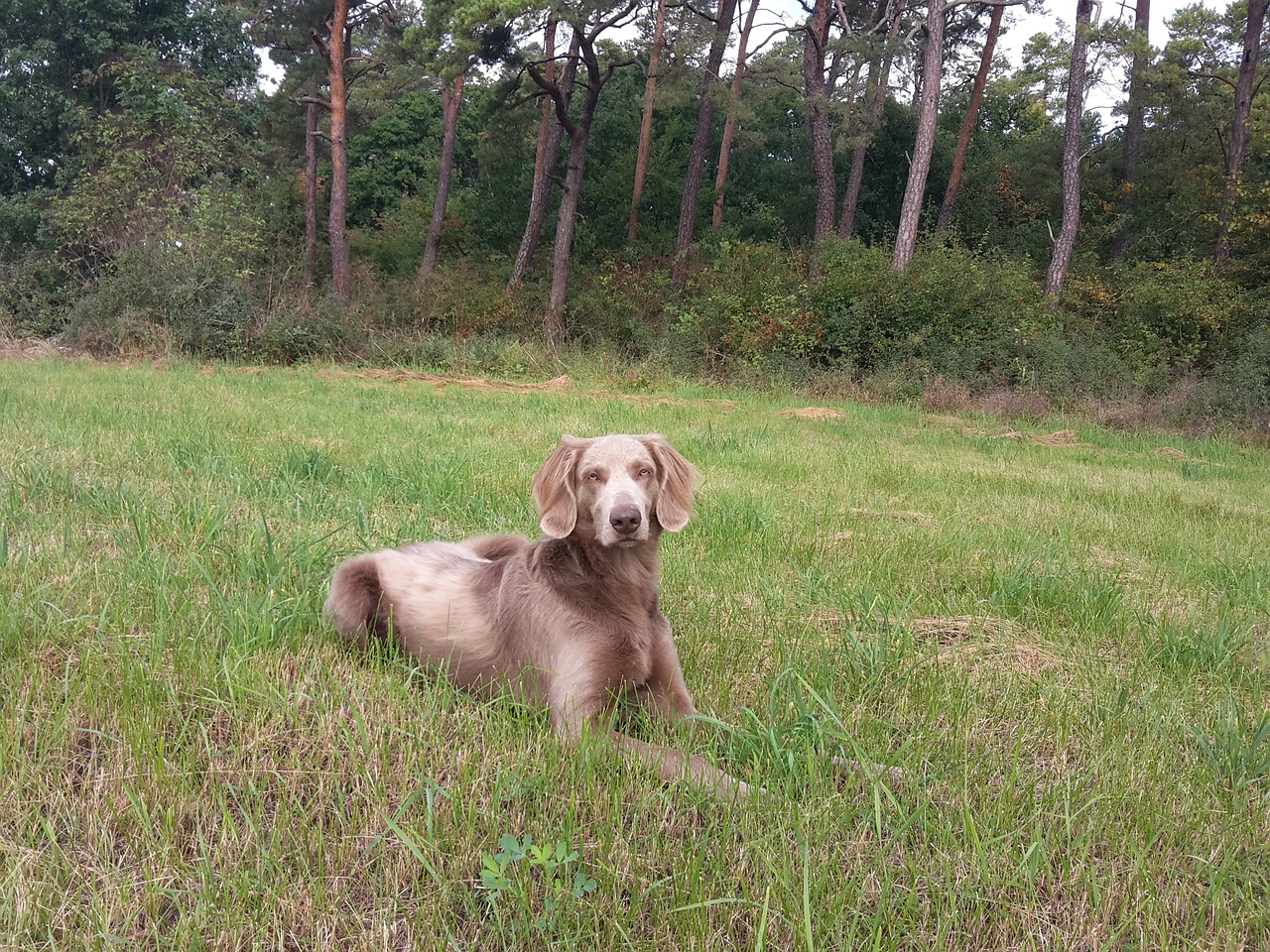 dog weimaraner meadow free photo