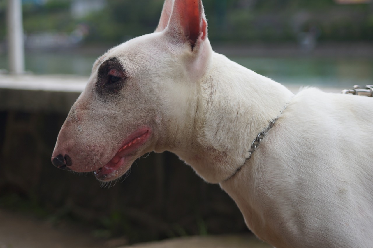 dog pets bull terrier free photo