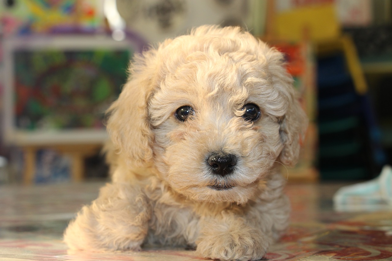 dog teddy brown hair free photo