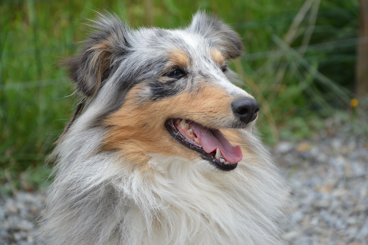 dog shetland sheepdog profile free photo