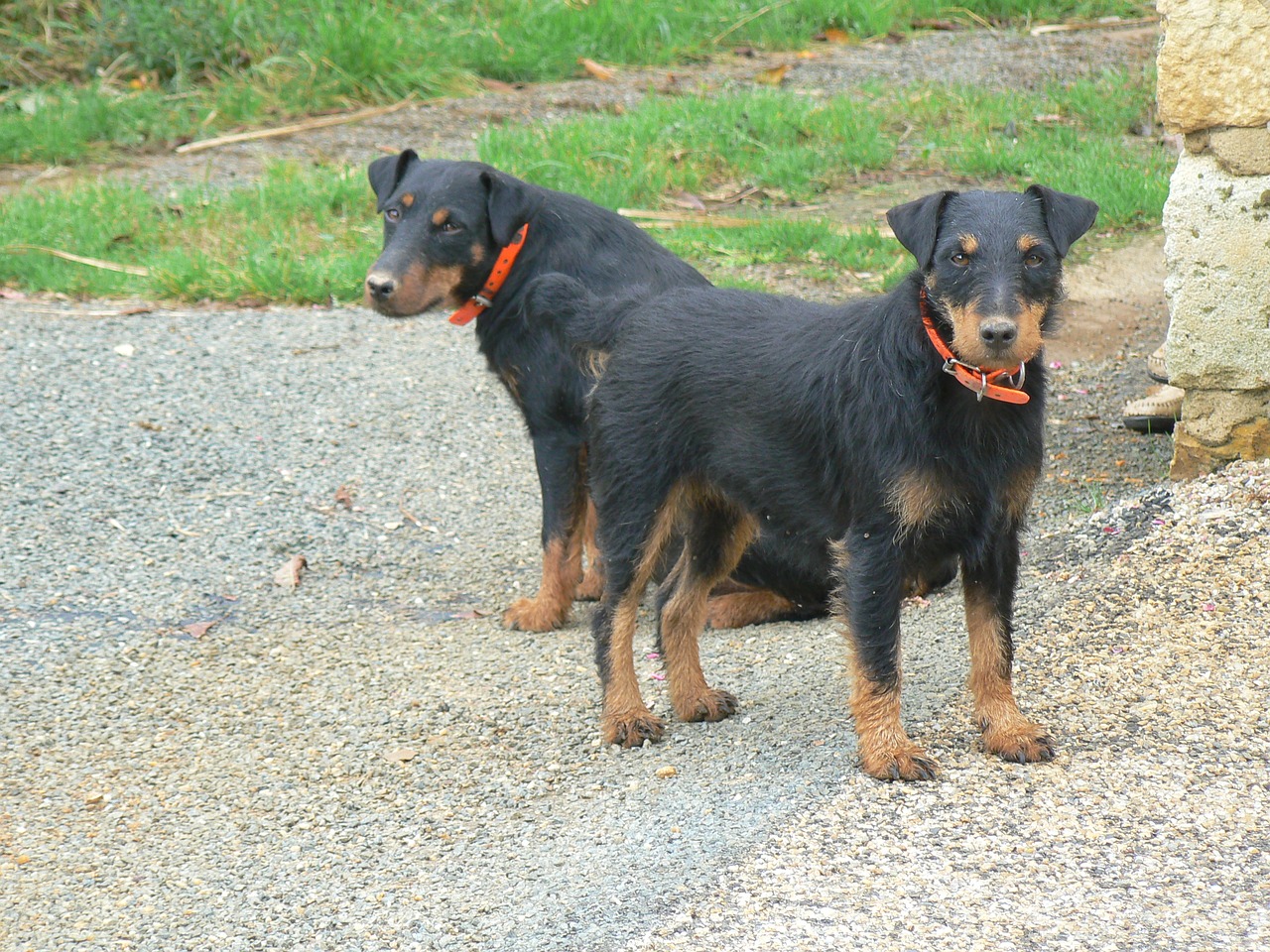 dog jagd terrier free photo