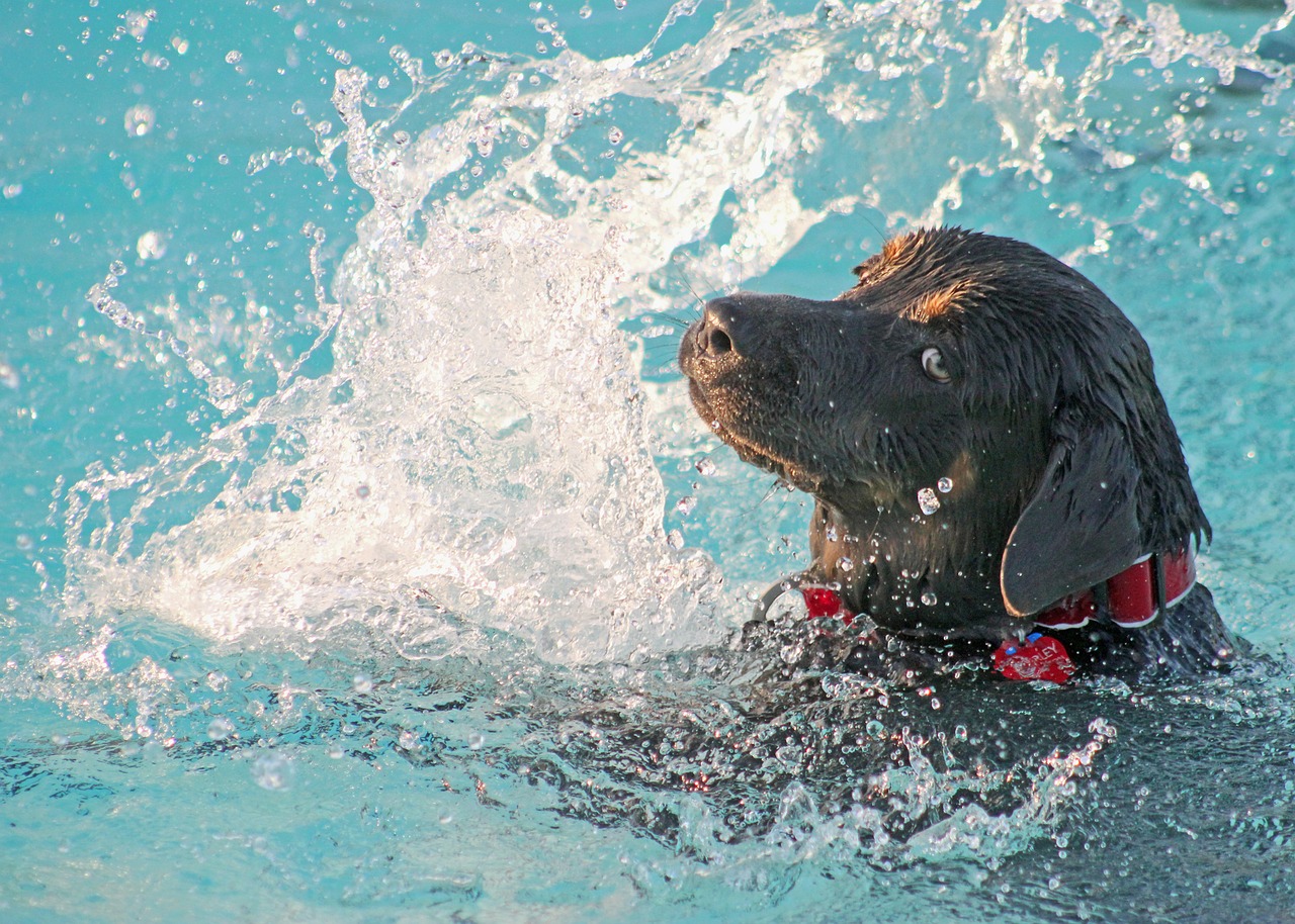 dog swimming pool free photo