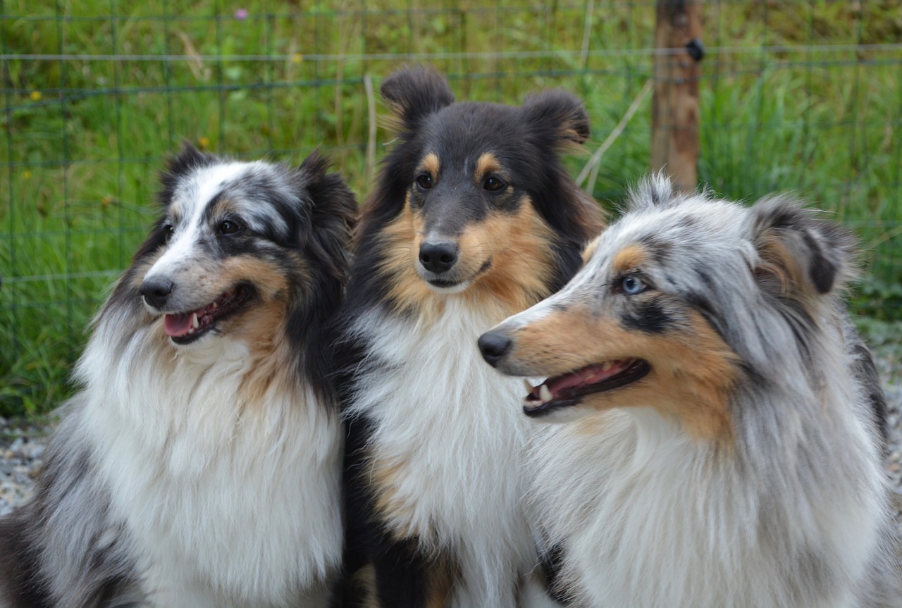 dog dogs shetland sheepdog free photo