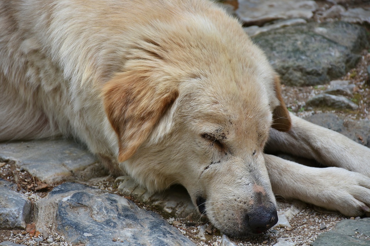 dog street dog portrait free photo