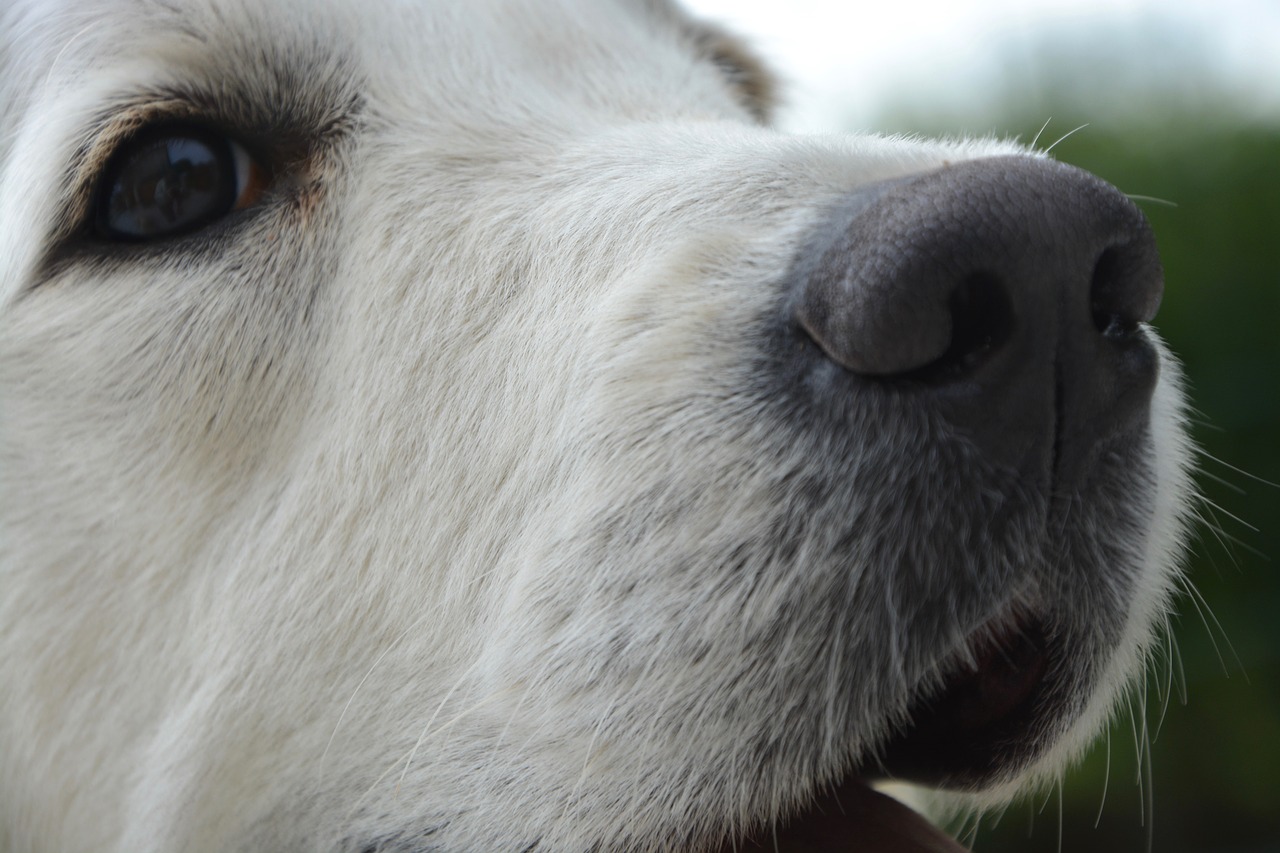 dog bitch portrait free photo