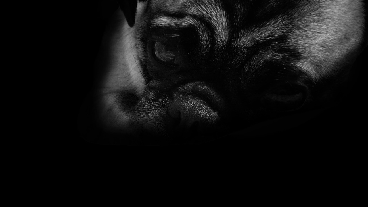 dog pug sad free photo