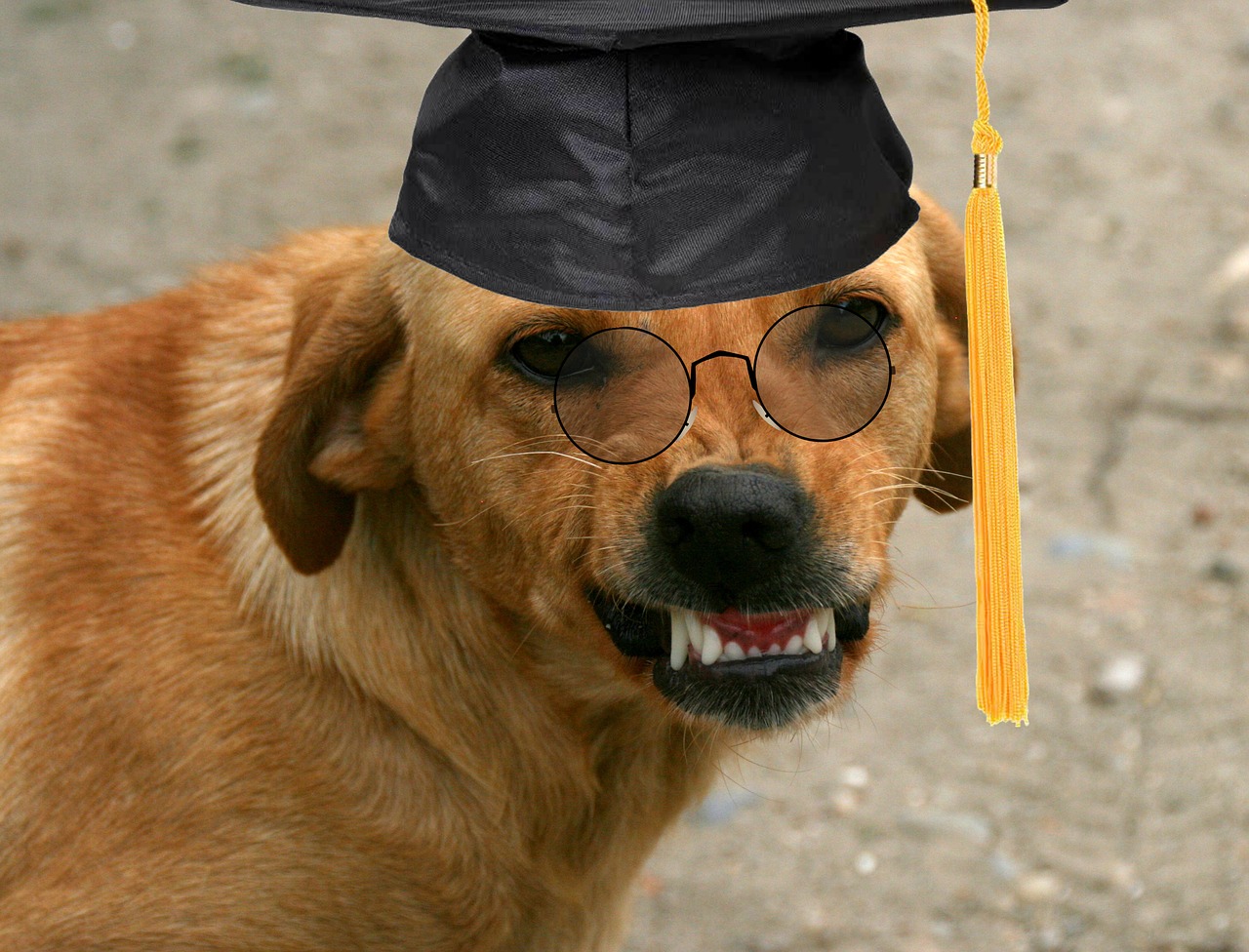 dog graduation glasses free photo