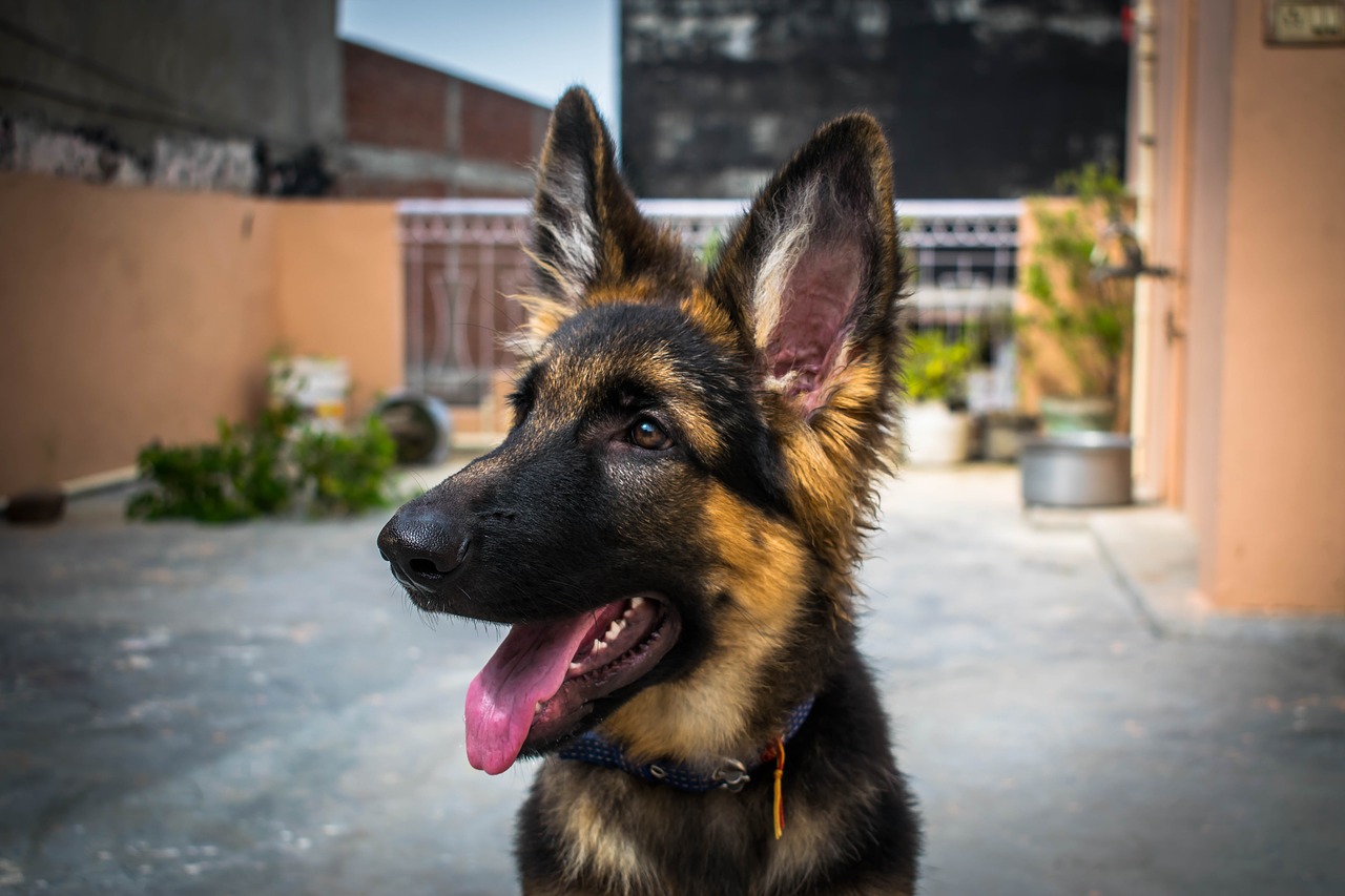 dog puppy gsd free photo