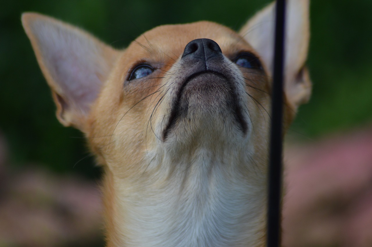 dog chihuahua chiwawa free photo