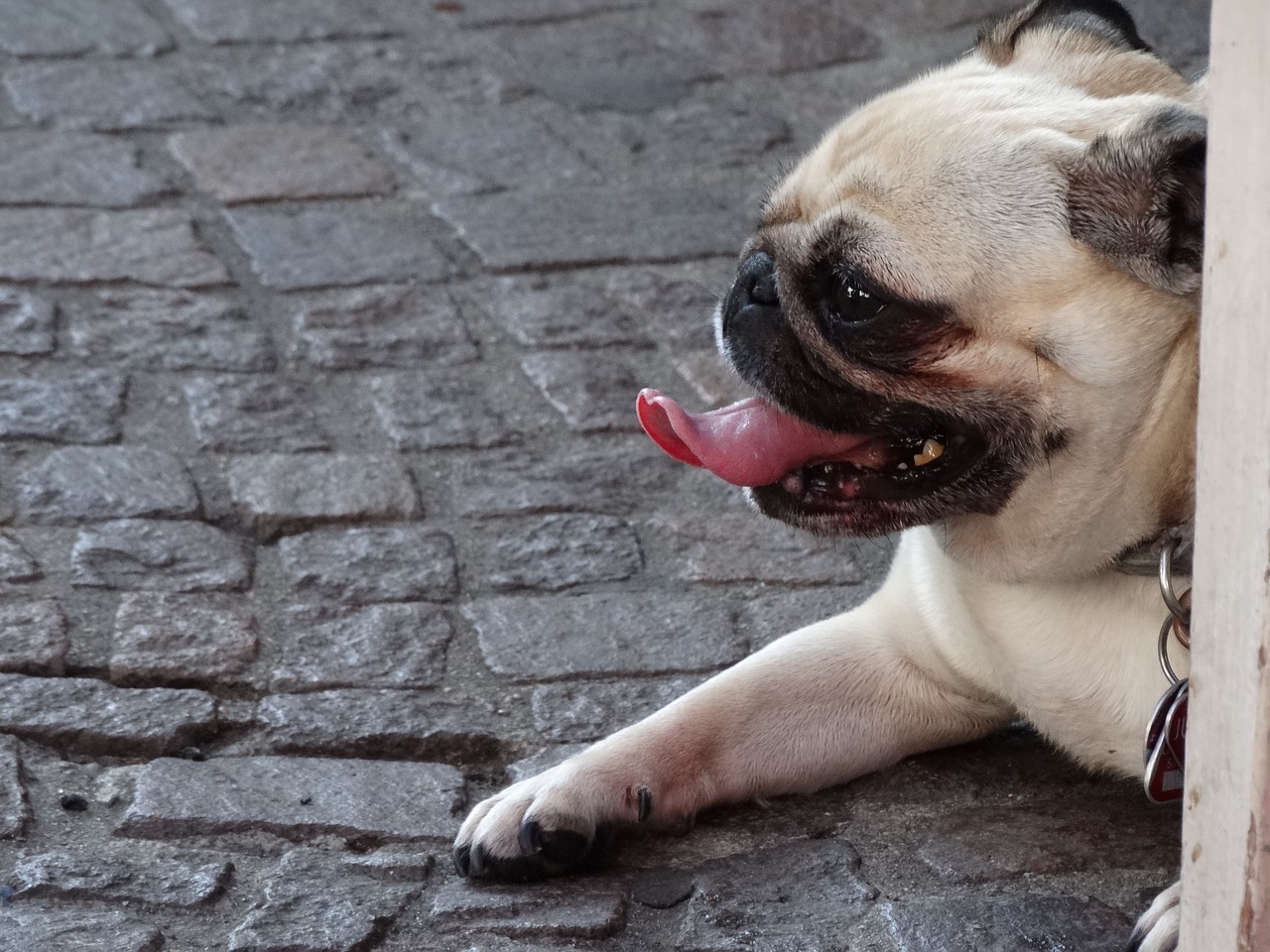 dog language muzzles free photo