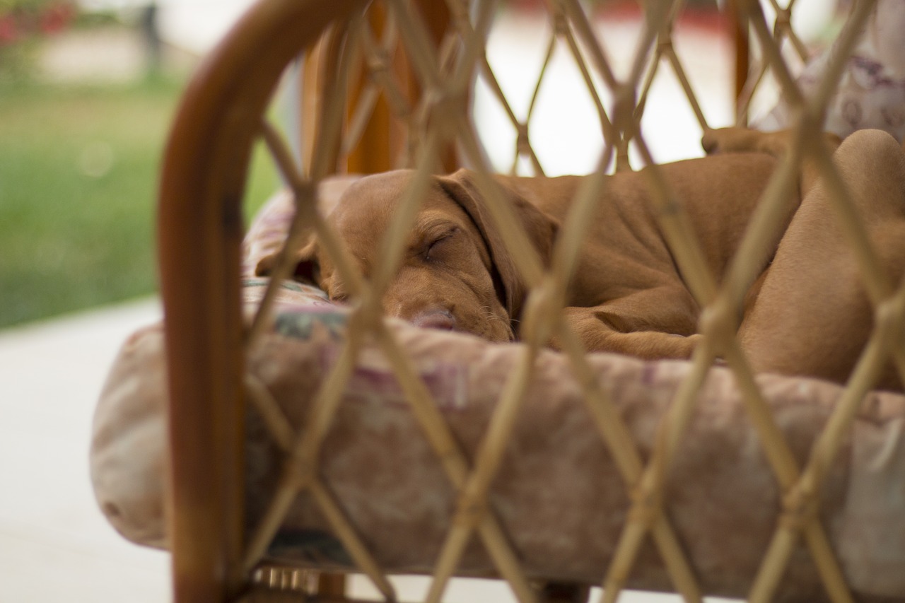 dog sleep recreation free photo