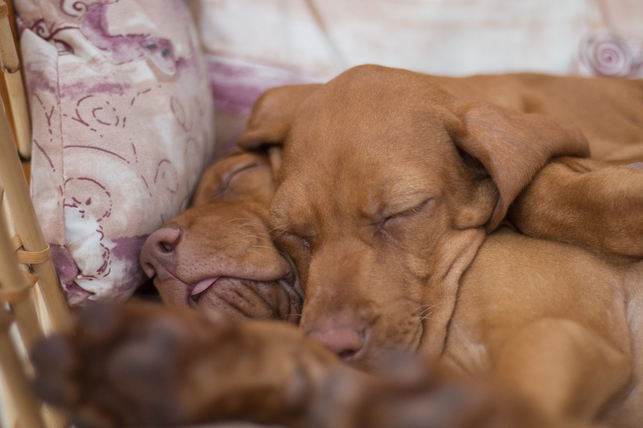 dog sleep recreation free photo