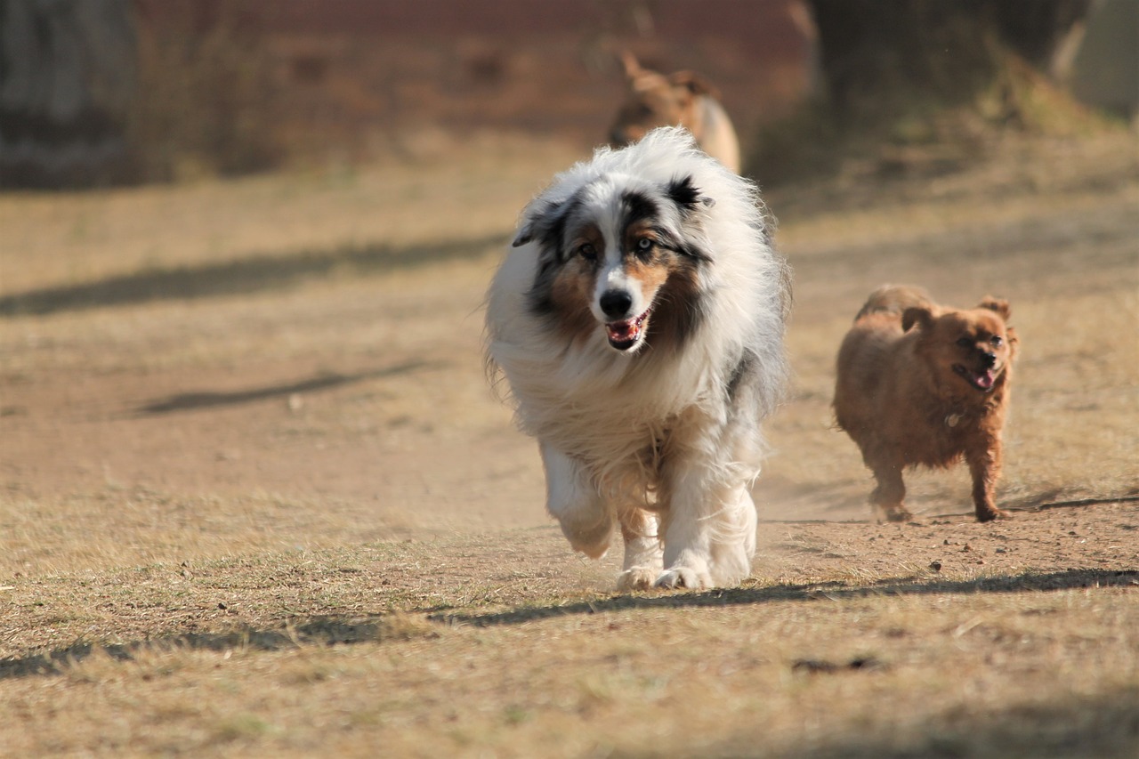 dog australian shepherd collie free photo