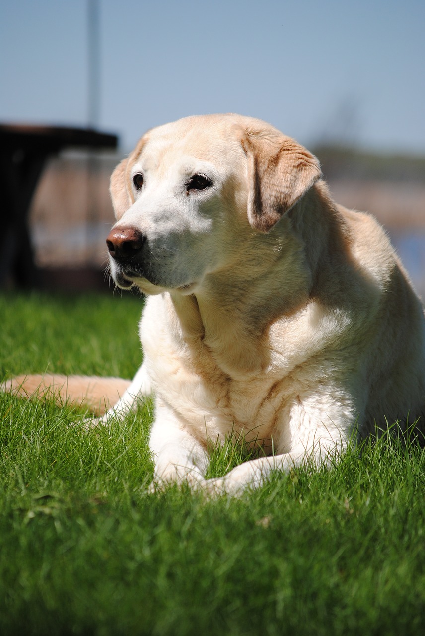 dog yellow lab labrador free photo