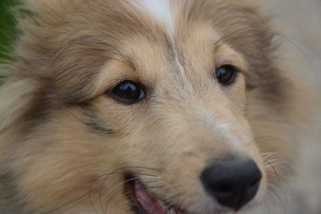 dog next dog shetland sheepdog free photo