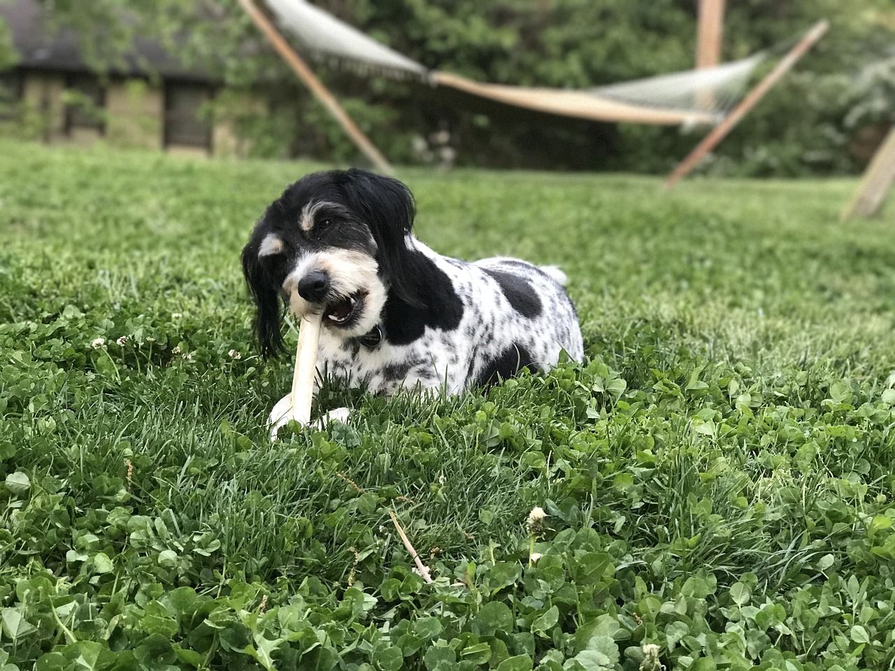 dog bone pet free photo