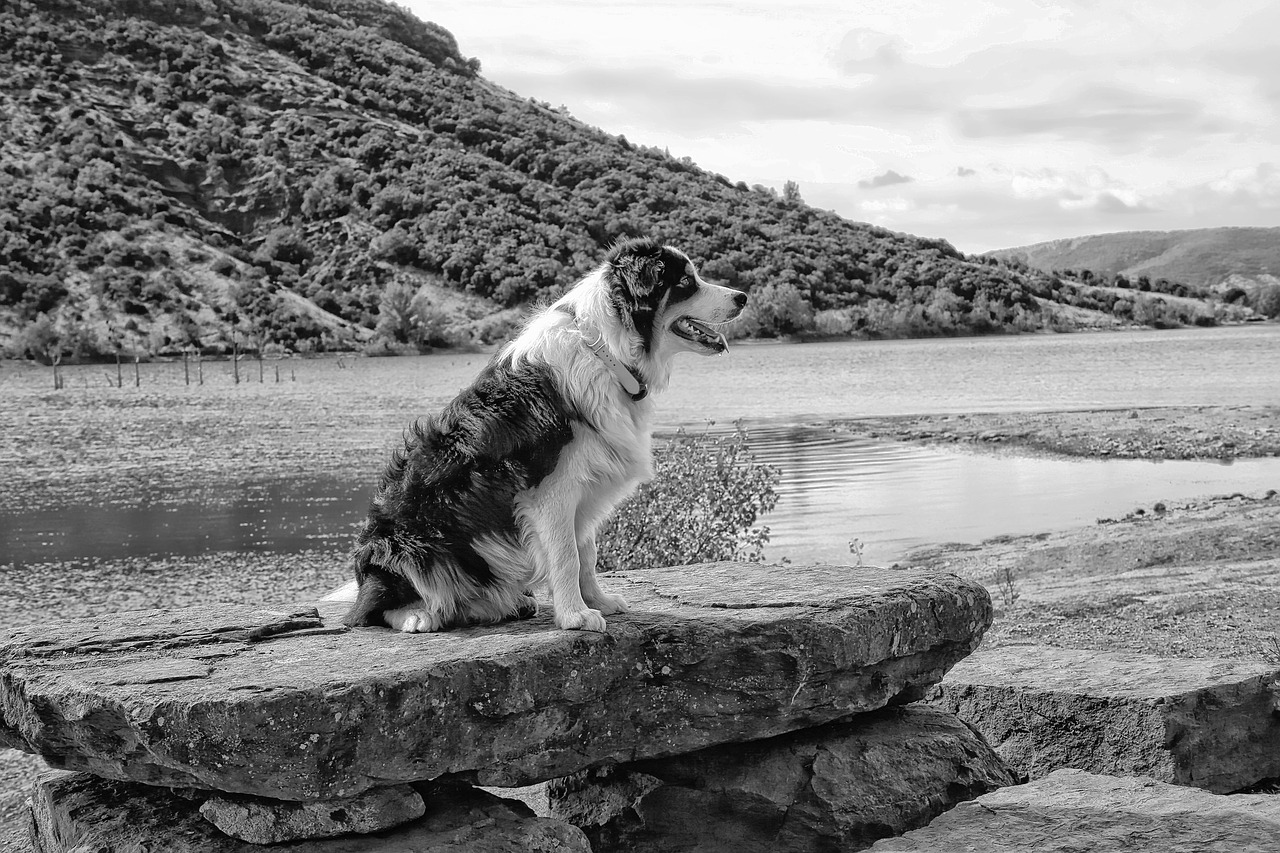 dog landscape mountain free photo