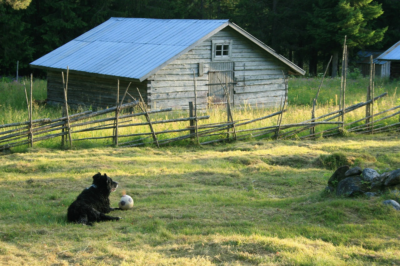 dog sunset summer free photo