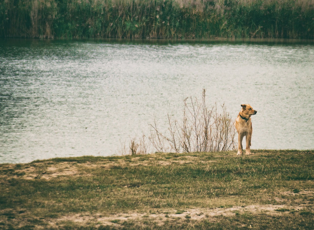 dog water lake free photo