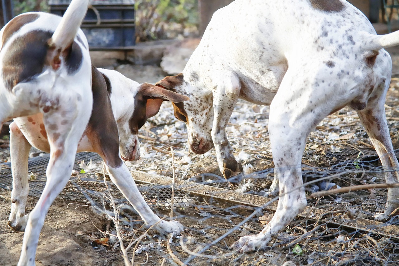 dog hunting canine free photo