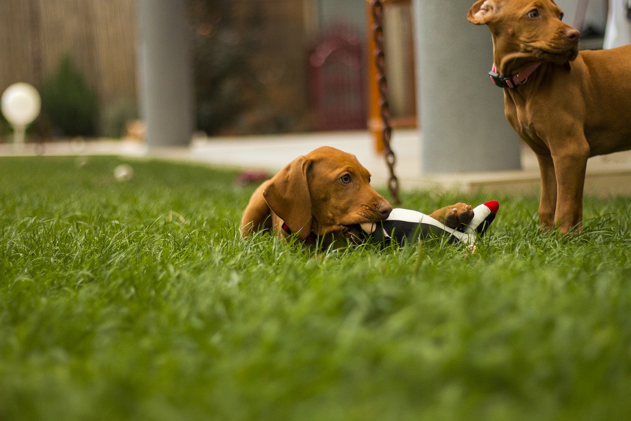 dog a wall garden free photo