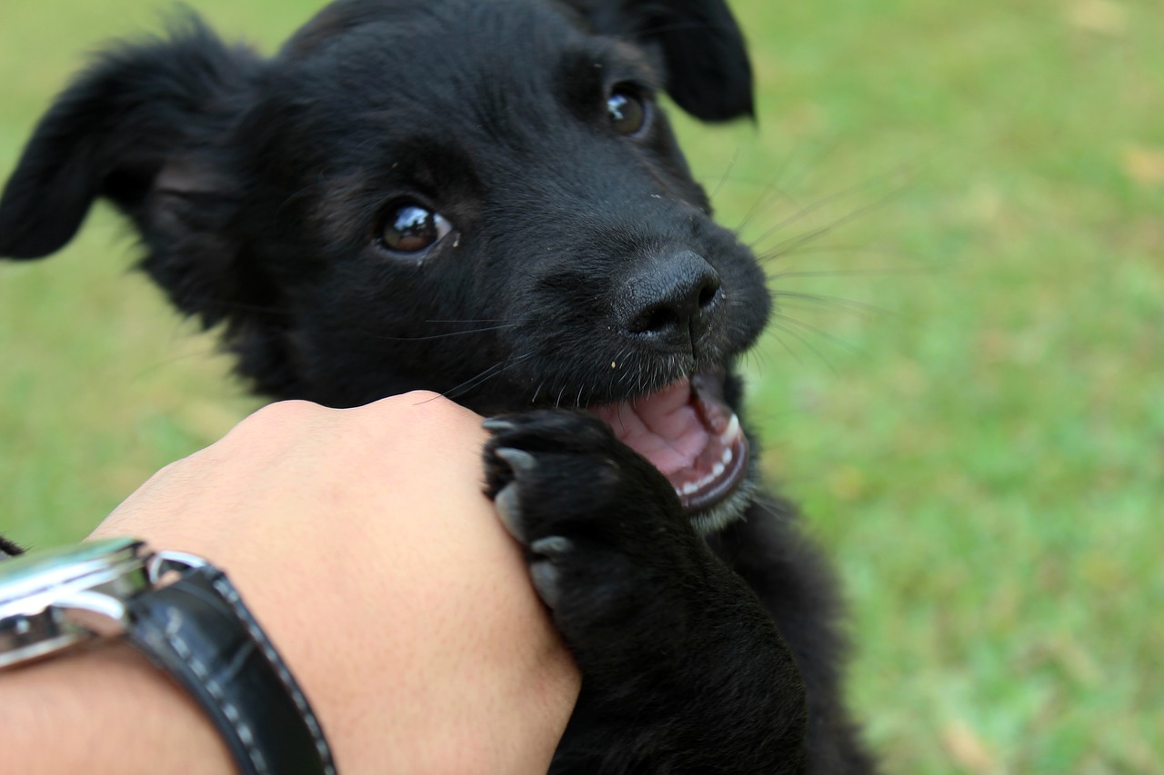 dog puppy playing free photo