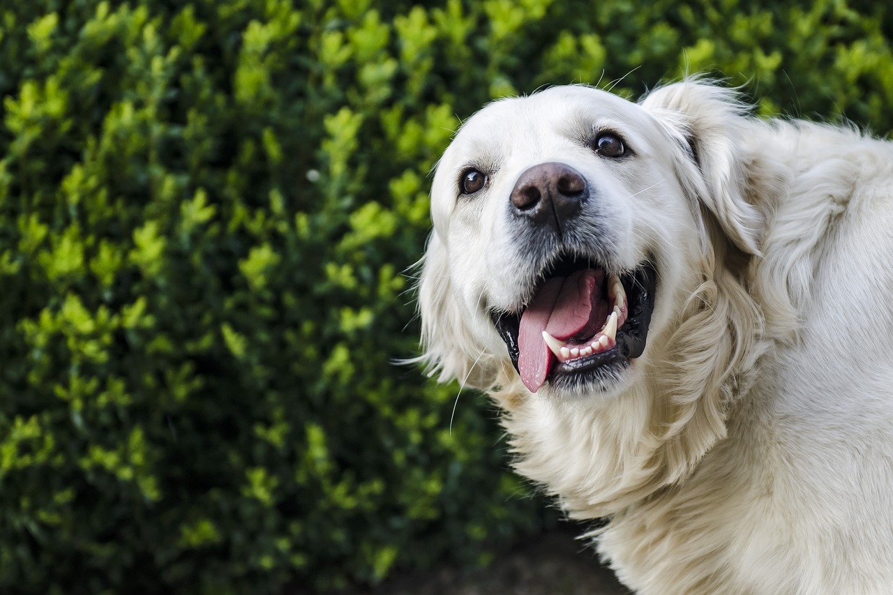 dog golden retriever white free photo