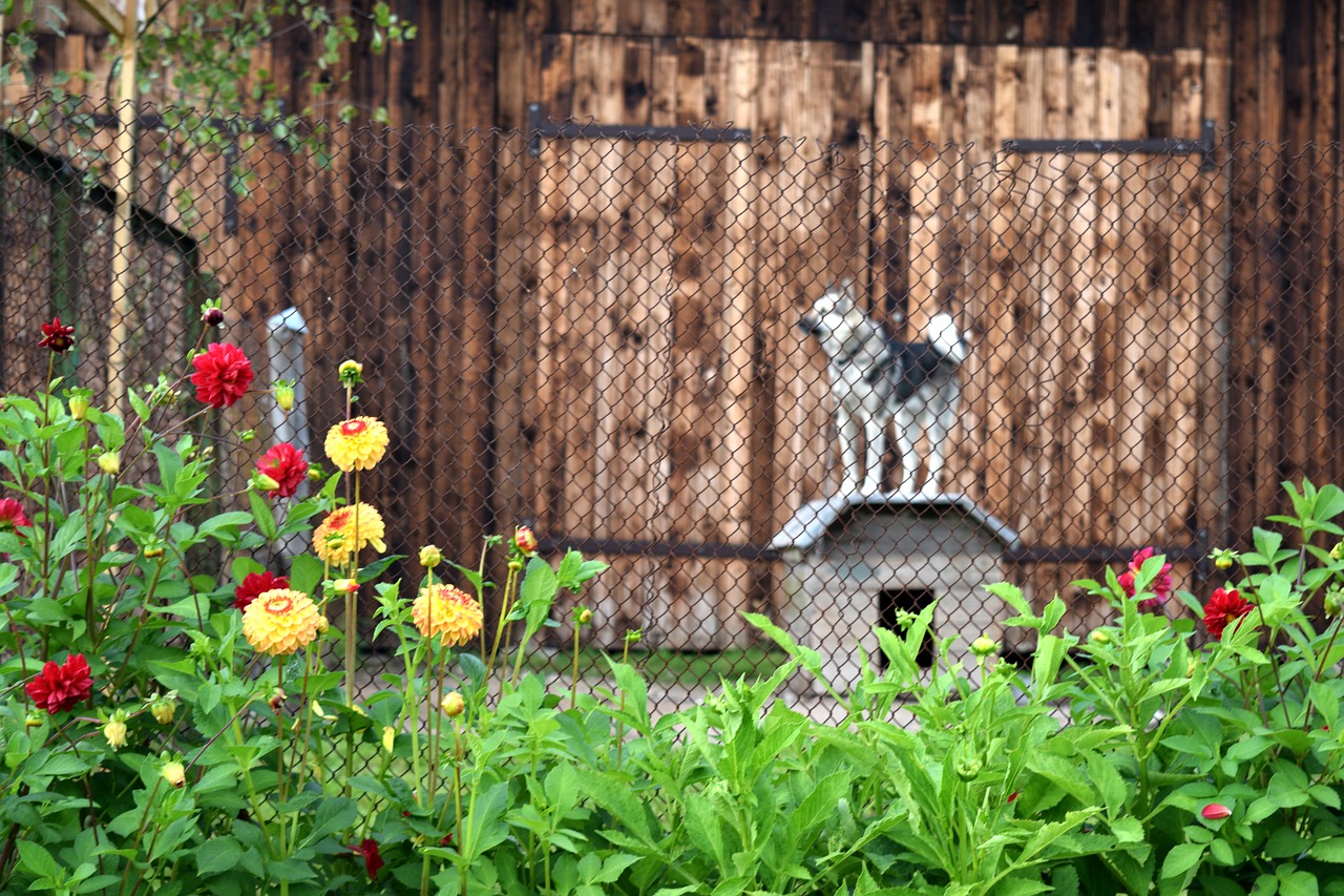 dog kennel village free photo