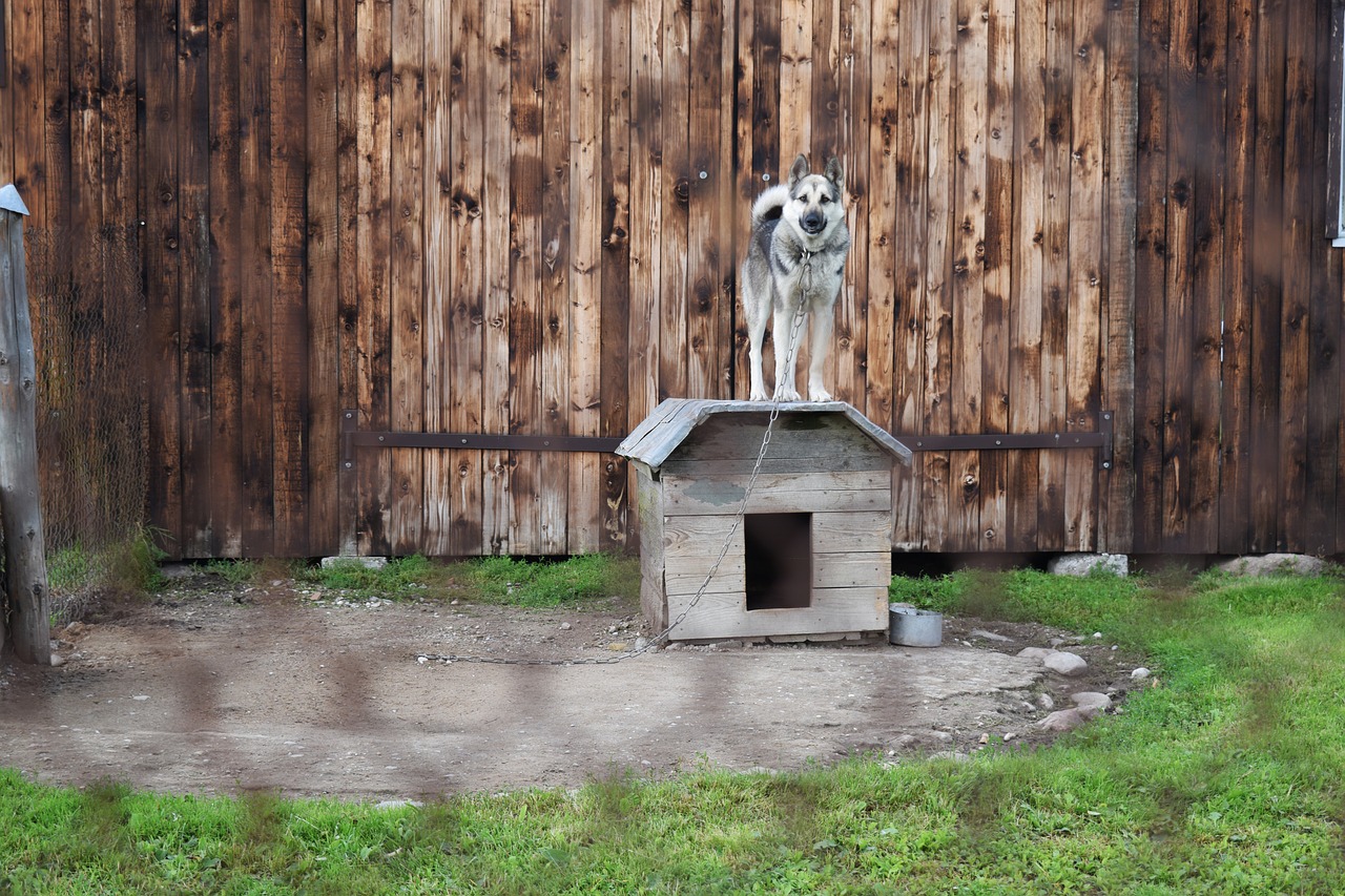 dog chained kennel free photo