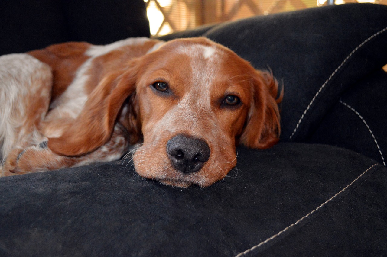 dog spaniel puppy free photo